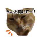 茶トラだらけ（個別スタンプ：3）