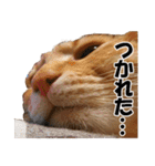 茶トラだらけ（個別スタンプ：4）
