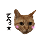 茶トラだらけ（個別スタンプ：5）