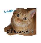 茶トラだらけ（個別スタンプ：8）