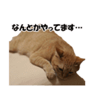 茶トラだらけ（個別スタンプ：10）