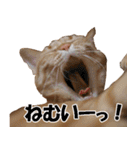 茶トラだらけ（個別スタンプ：11）