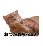 茶トラだらけ（個別スタンプ：14）