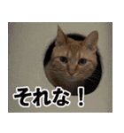 茶トラだらけ（個別スタンプ：15）