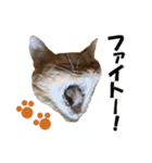 茶トラだらけ（個別スタンプ：17）