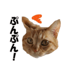 茶トラだらけ（個別スタンプ：18）