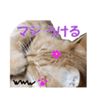 茶トラだらけ（個別スタンプ：19）