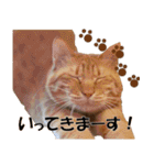 茶トラだらけ（個別スタンプ：20）