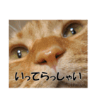 茶トラだらけ（個別スタンプ：21）