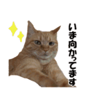 茶トラだらけ（個別スタンプ：22）