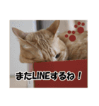 茶トラだらけ（個別スタンプ：24）