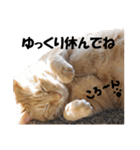 茶トラだらけ（個別スタンプ：26）