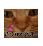 茶トラだらけ（個別スタンプ：28）