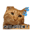 茶トラだらけ（個別スタンプ：29）