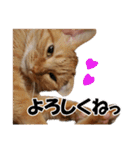茶トラだらけ（個別スタンプ：31）