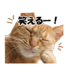 茶トラだらけ（個別スタンプ：33）