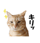 茶トラだらけ（個別スタンプ：34）