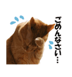 茶トラだらけ（個別スタンプ：35）