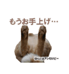 茶トラだらけ（個別スタンプ：37）