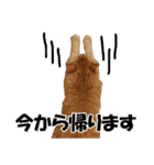茶トラだらけ（個別スタンプ：39）