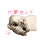 モカちゃんpart.2（個別スタンプ：8）