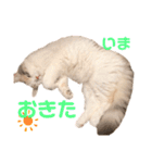 モカちゃんpart.2（個別スタンプ：17）