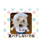 ウエスティcoco娘（個別スタンプ：6）