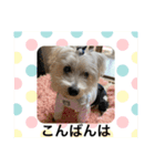 ウエスティcoco娘（個別スタンプ：8）