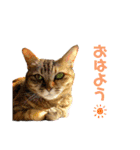 のんにゃんずスタンプ3だよ（個別スタンプ：1）