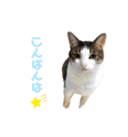 のんにゃんずスタンプ3だよ（個別スタンプ：2）