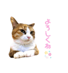 のんにゃんずスタンプ3だよ（個別スタンプ：3）