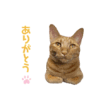 のんにゃんずスタンプ3だよ（個別スタンプ：4）
