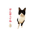 のんにゃんずスタンプ3だよ（個別スタンプ：6）