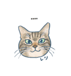 おたねこLINEスタンプ（個別スタンプ：14）