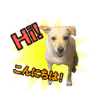 我が家の拾った犬の日常（個別スタンプ：1）