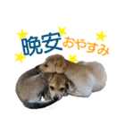 我が家の拾った犬の日常（個別スタンプ：2）