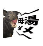 我が家の拾った犬の日常（個別スタンプ：3）
