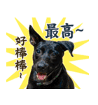 我が家の拾った犬の日常（個別スタンプ：4）