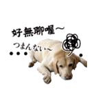 我が家の拾った犬の日常（個別スタンプ：5）