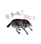 我が家の拾った犬の日常（個別スタンプ：6）