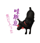 我が家の拾った犬の日常（個別スタンプ：7）