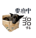 我が家の拾った犬の日常（個別スタンプ：8）