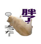我が家の拾った犬の日常（個別スタンプ：9）