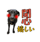 我が家の拾った犬の日常（個別スタンプ：10）