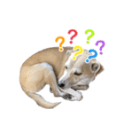 我が家の拾った犬の日常（個別スタンプ：11）