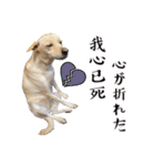 我が家の拾った犬の日常（個別スタンプ：12）