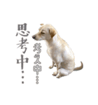 我が家の拾った犬の日常（個別スタンプ：13）