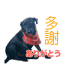 我が家の拾った犬の日常（個別スタンプ：14）