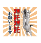 我が家の拾った犬の日常（個別スタンプ：16）