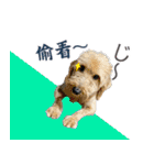 我が家の拾った犬の日常（個別スタンプ：17）